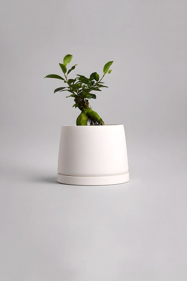 Dekoratif Beton Saksı V-114