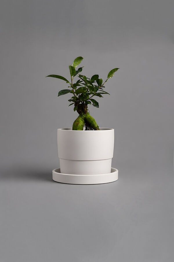 Dekoratif Beton Saksı V-124