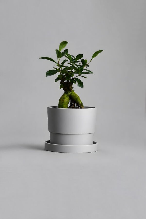 Dekoratif Beton Saksı V-124