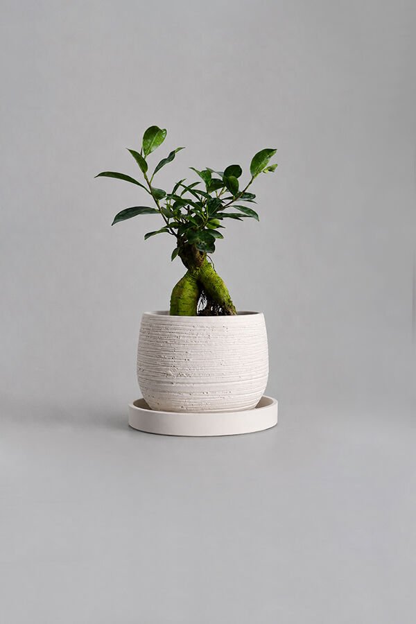 Dekoratif Beton Saksı V-127