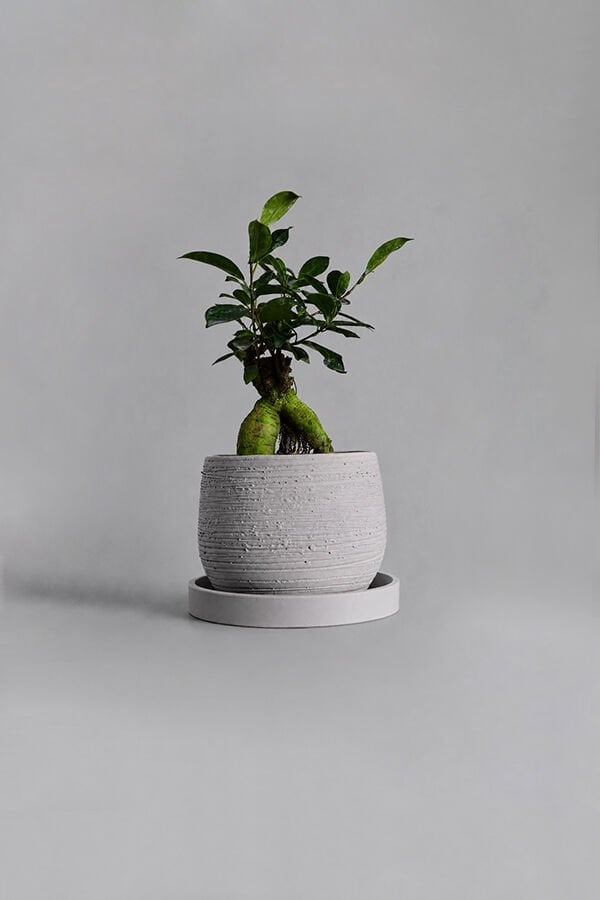Dekoratif Beton Saksı V-127
