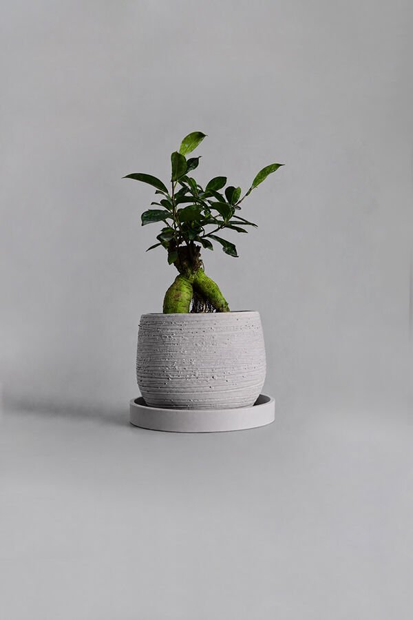 Dekoratif Beton Saksı V-127